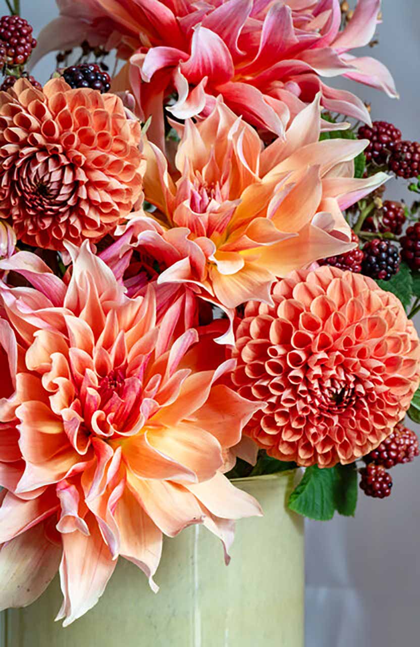 Dahlien Kollektion Labyrinth