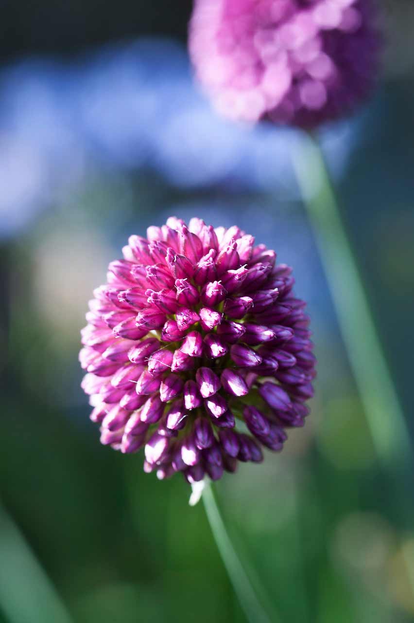 Allium Sphaerocephalon