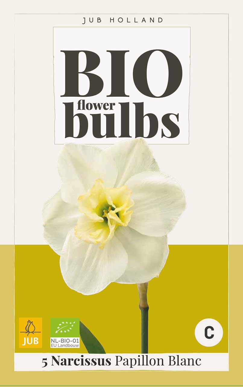 Narzisse Papillon Blanc