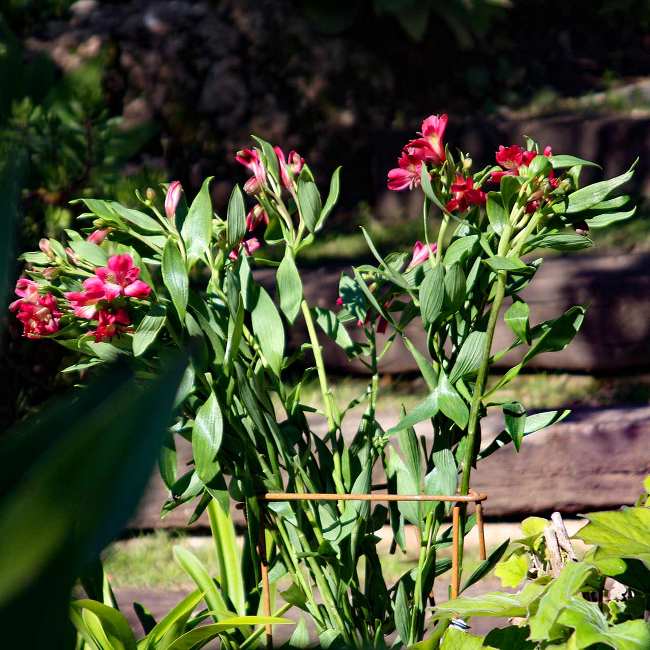 Pflanzenstützen »Link Stakes Rust«