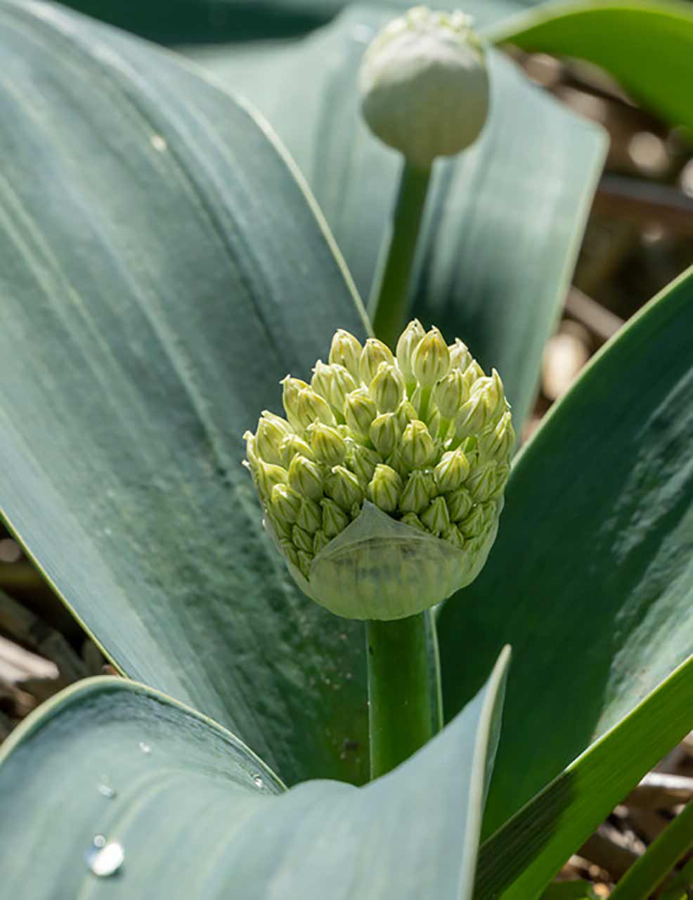 Allium karataviense Blauzungenlauch