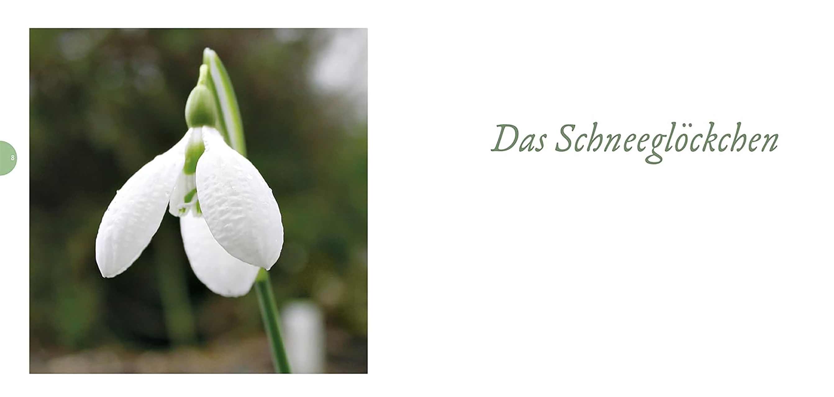 Schneeglöckchen