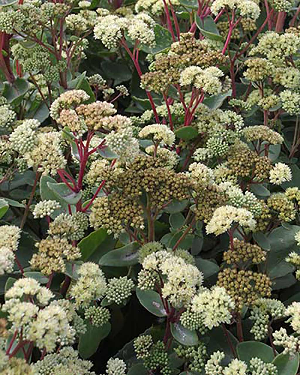 Blumen Kollektion für Schmetterlinge und Insekten