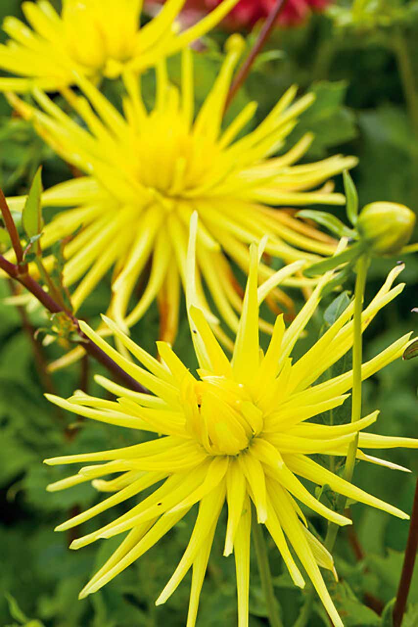 Dahlien Lumiére du Soleil