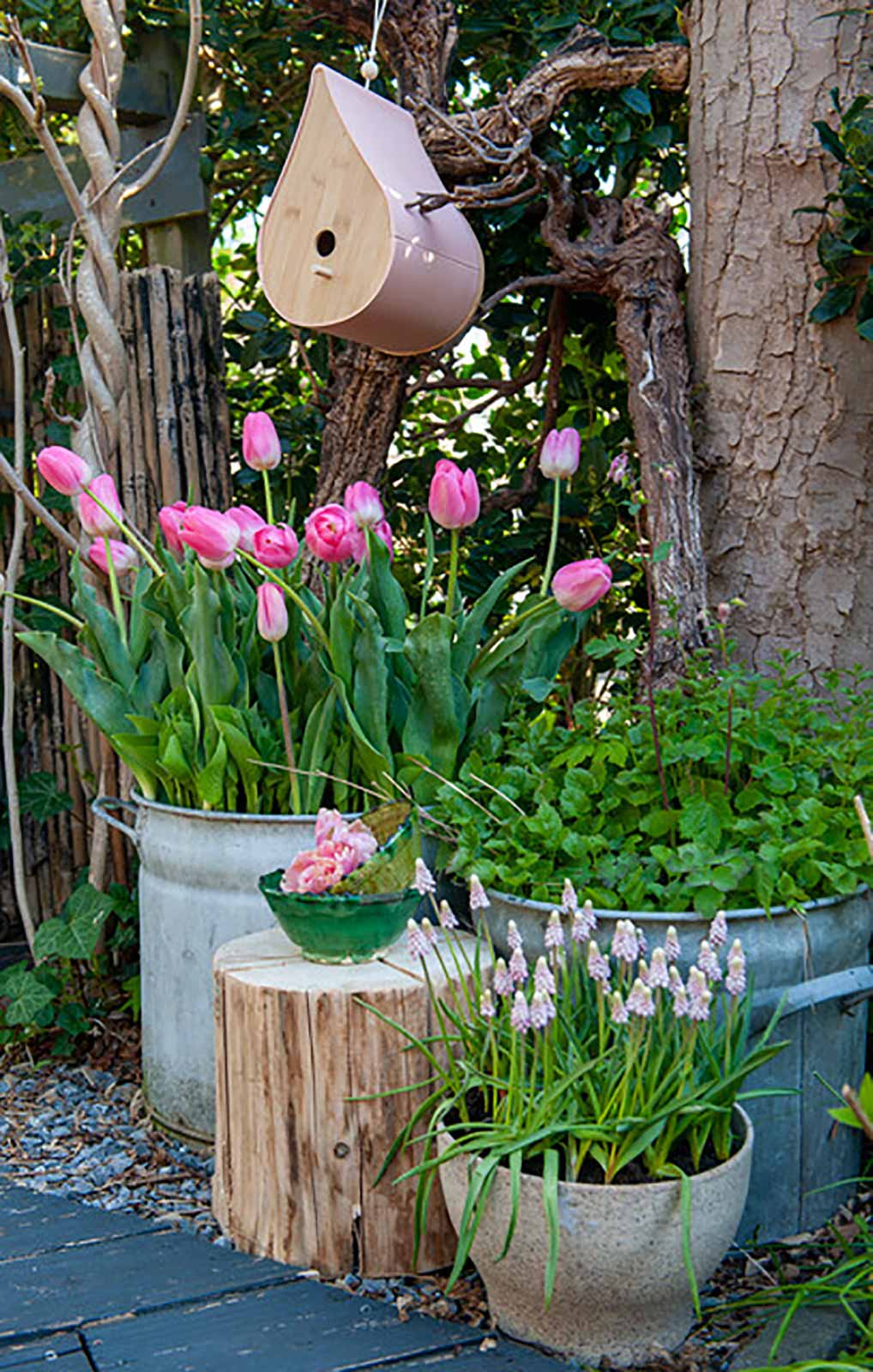 Traubenhyazinthe pink