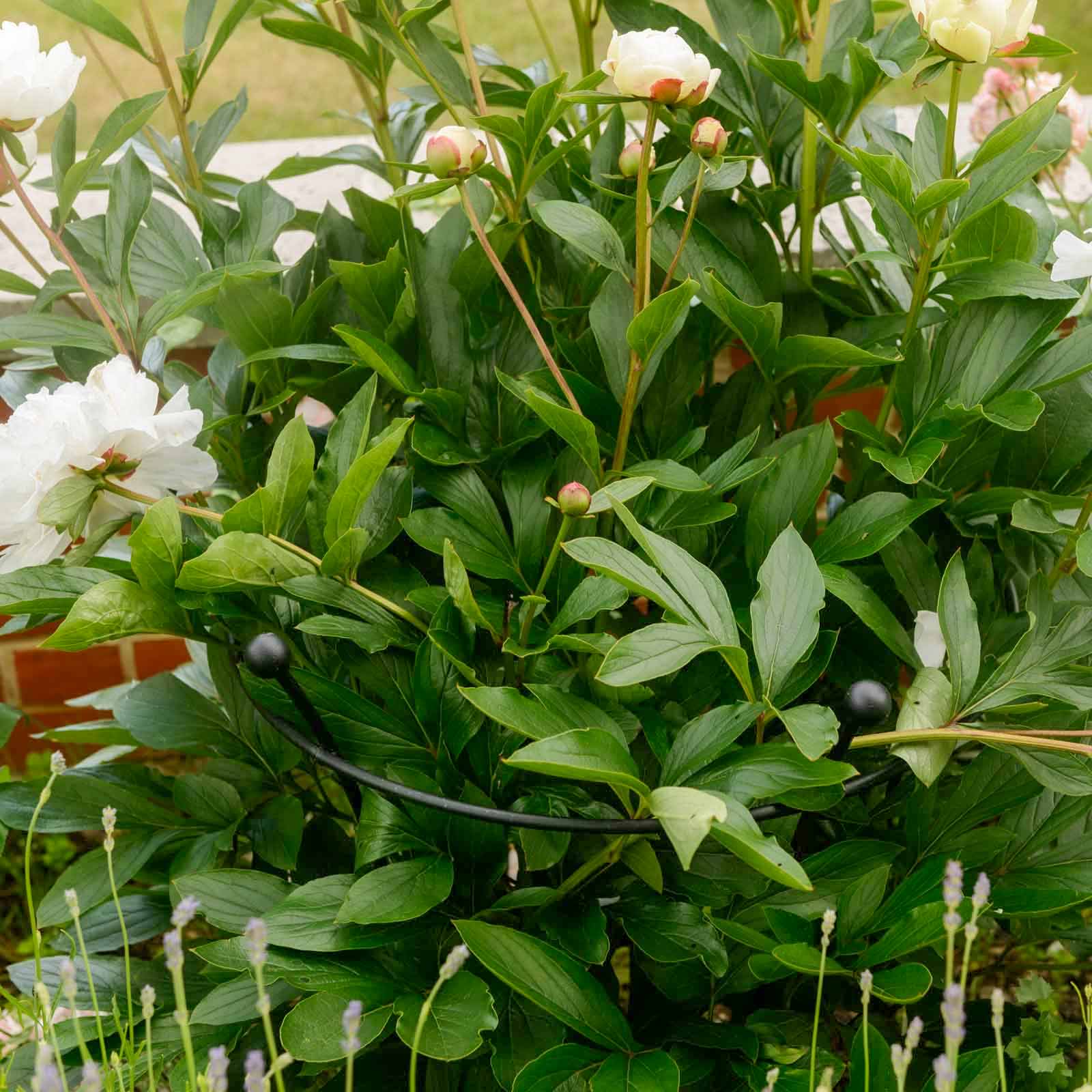 Staudenhalter Pfingstrosen