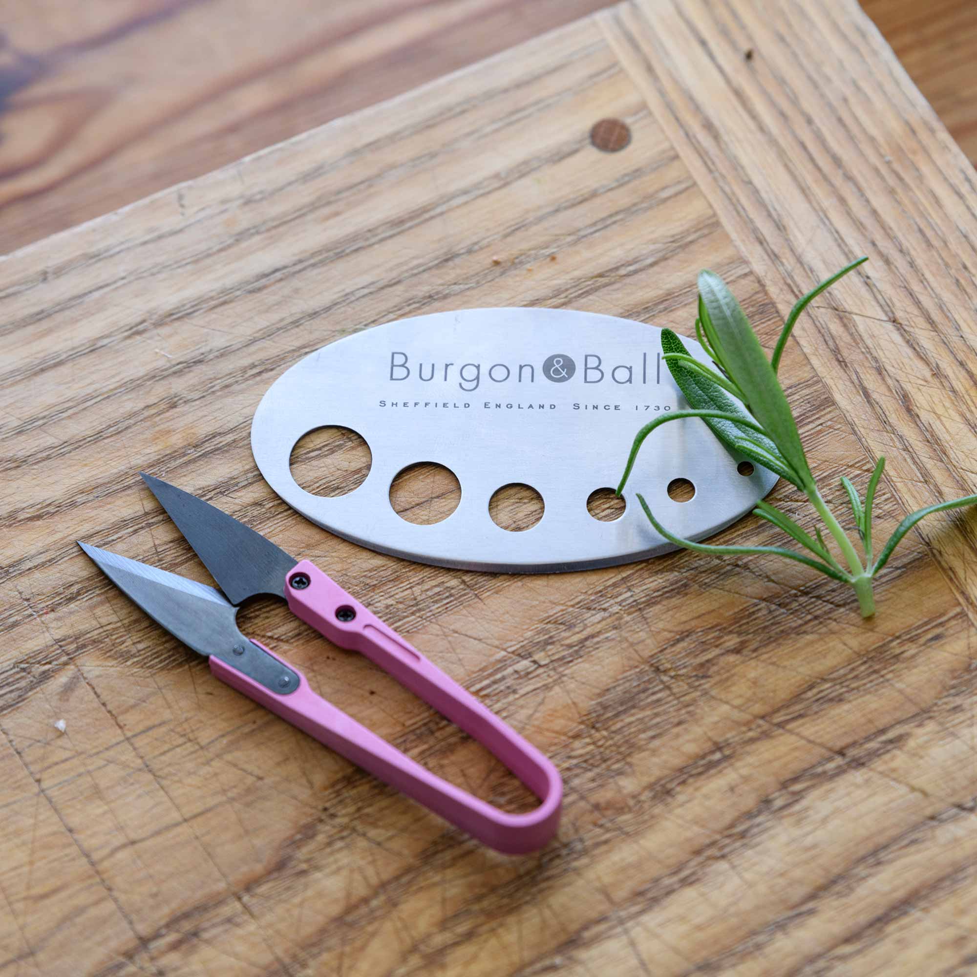 RHS-Geschenkset Kräuterbox »Asteraceae«