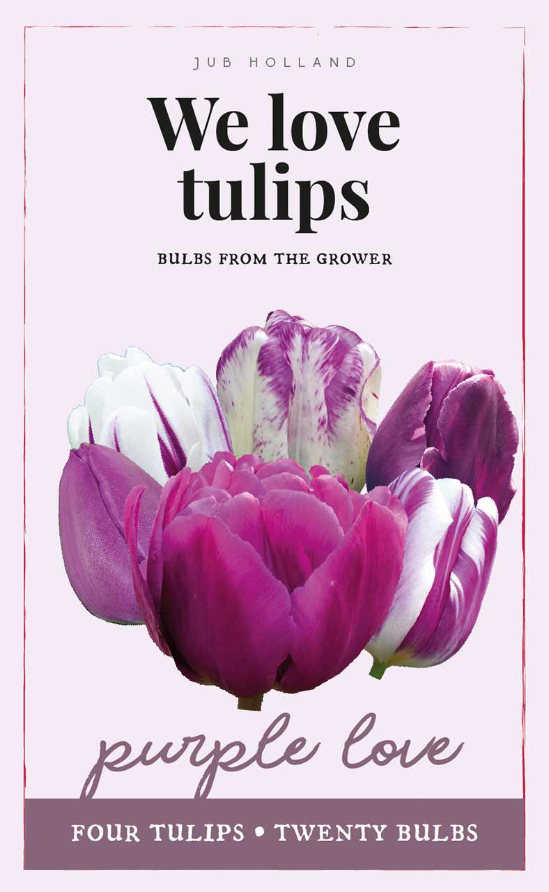 Tulpen Mischung Geschenk