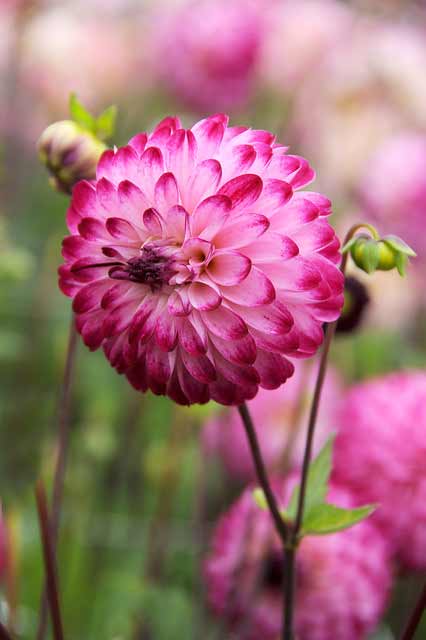 Dahlia Little Robert
