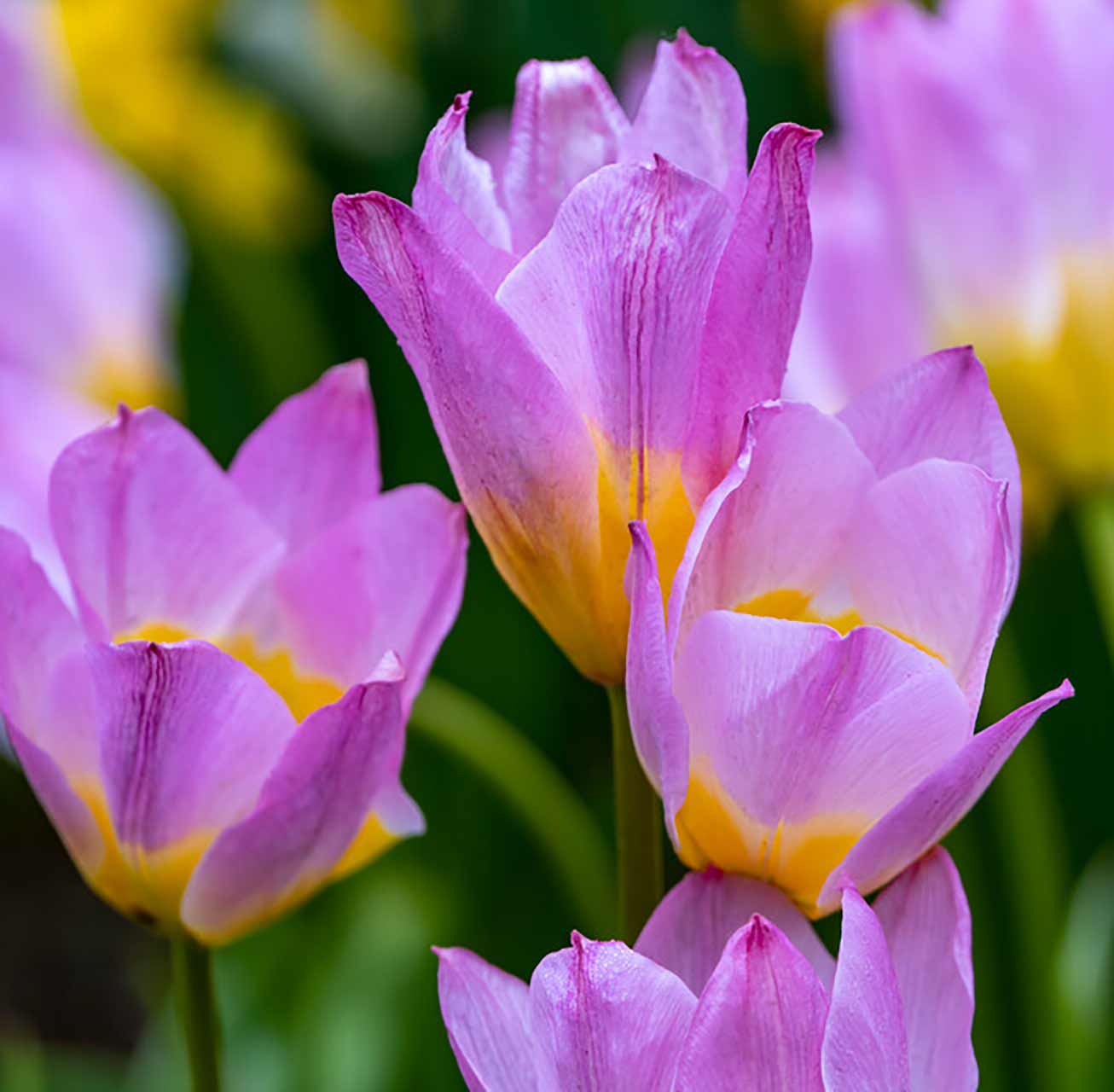 Tulipa bakeri Lilac Wonder