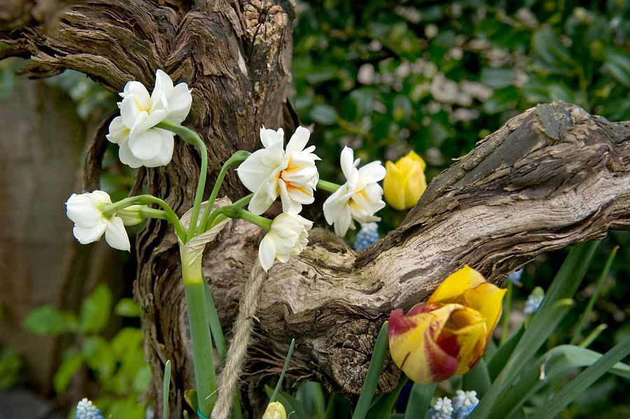 Narzisse Sir Winston Churchill