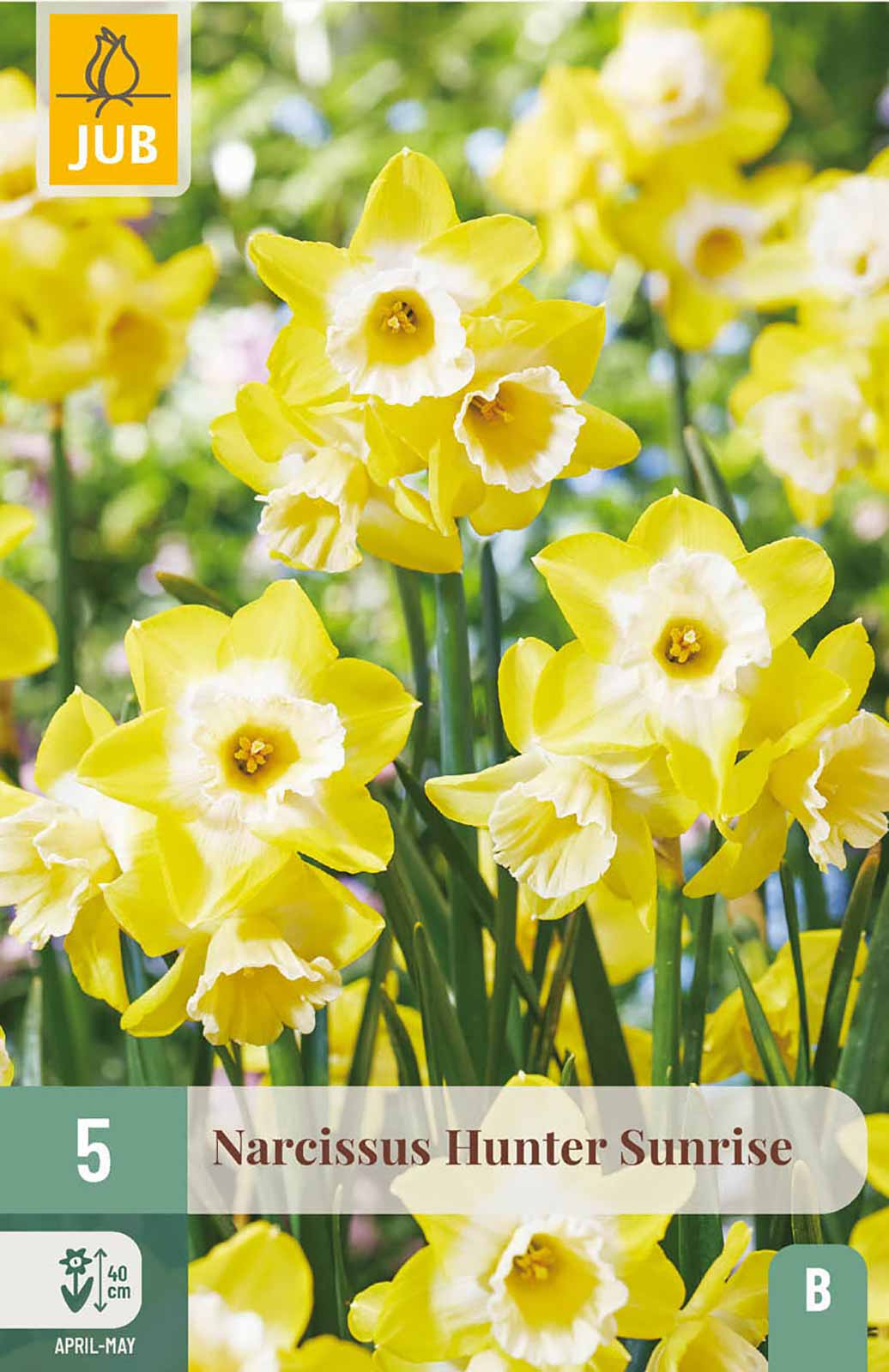 Narzisse Hunter Sunrise