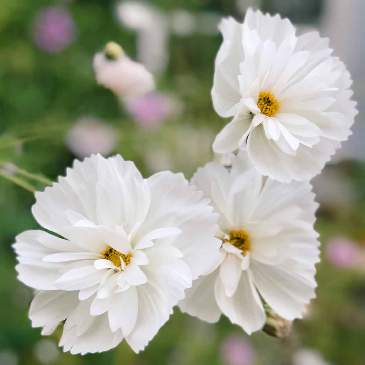Blumensamen Cosmos bipinnatus »Cupcake Blush« (Kosmee)