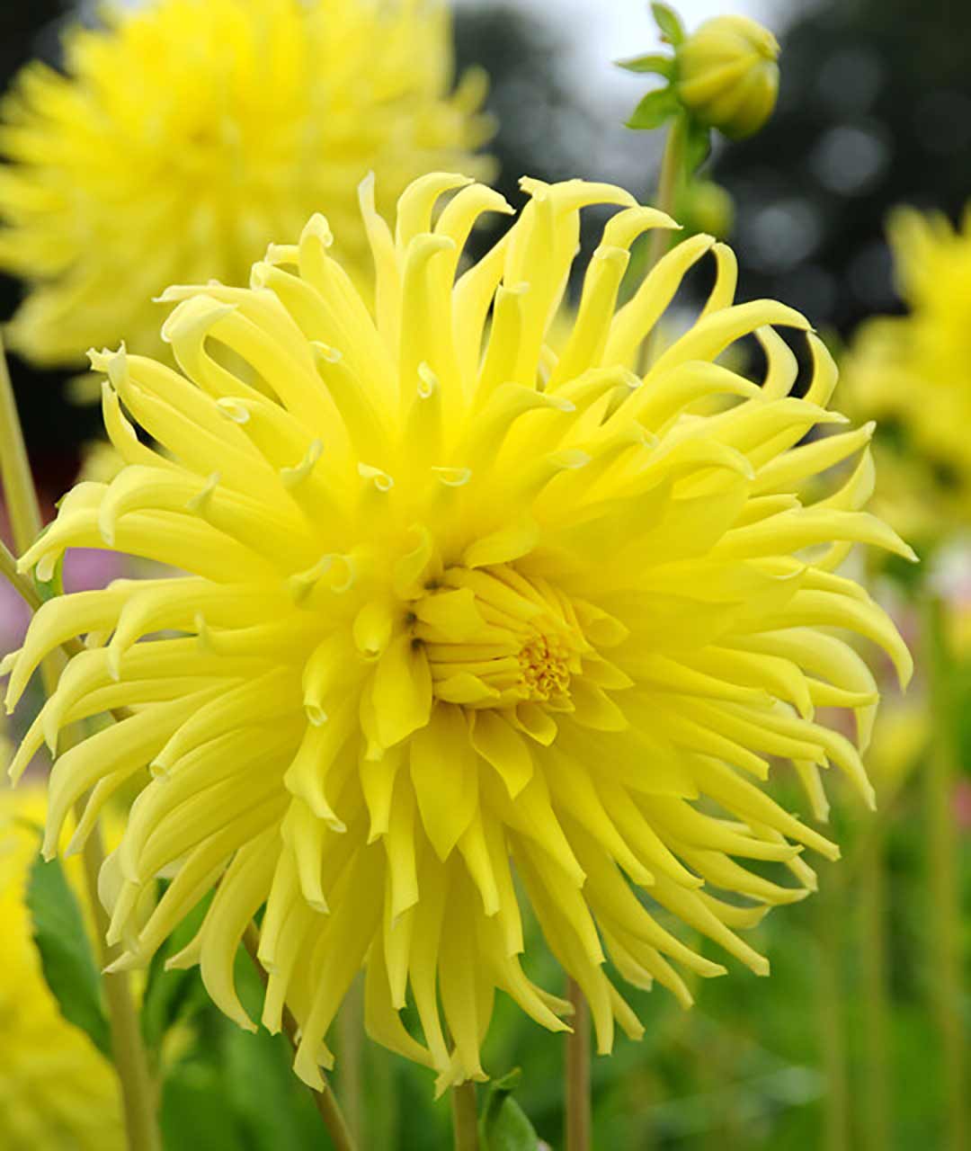 Dahlien Lumiére du Soleil