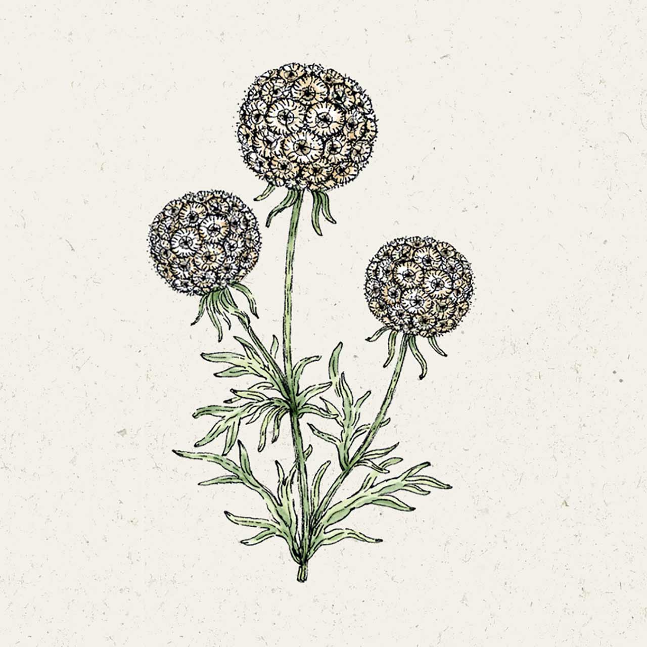 Blumensamen Scabiosa Stellata »Drumstick« (Skabiose)