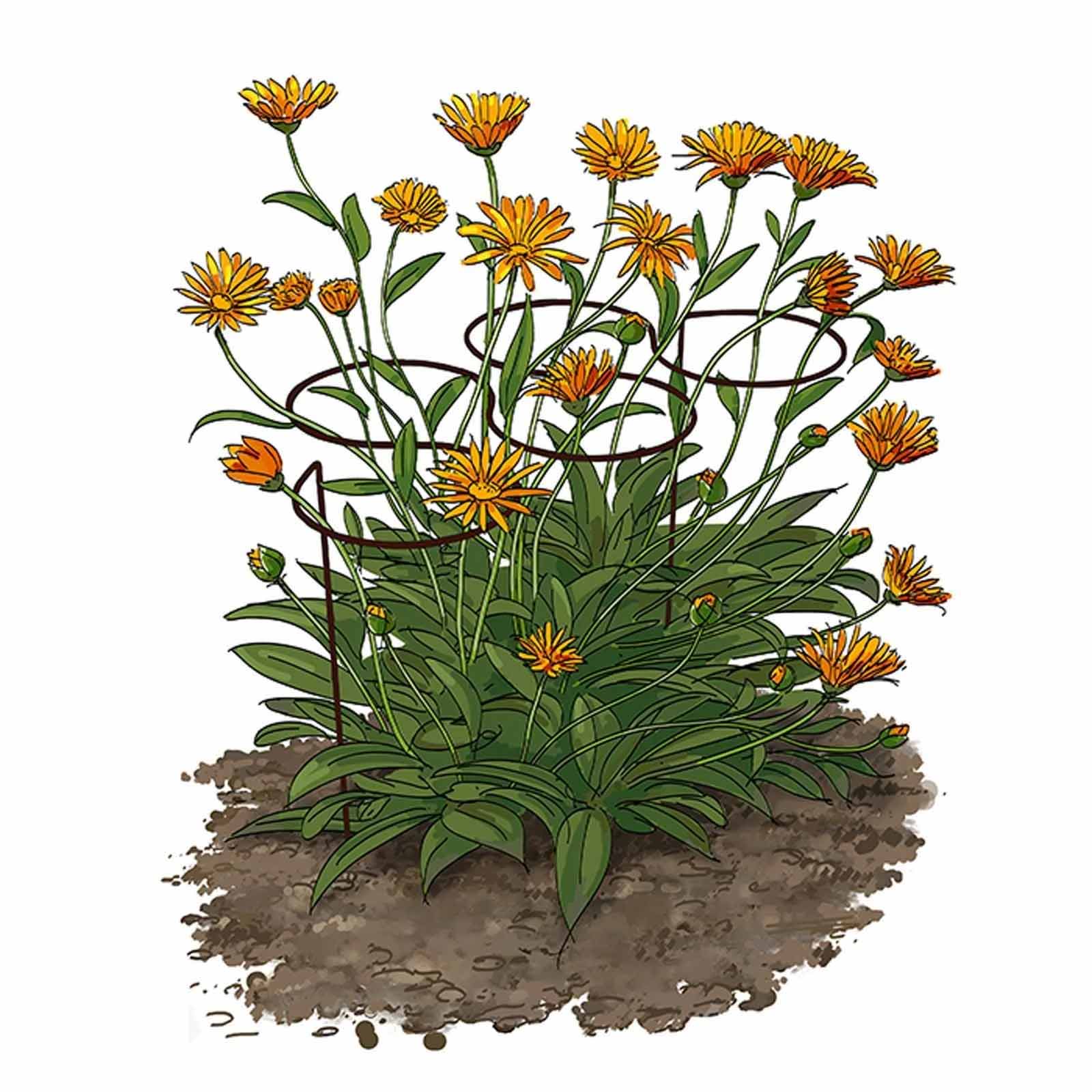 Staudenstützen - Metall