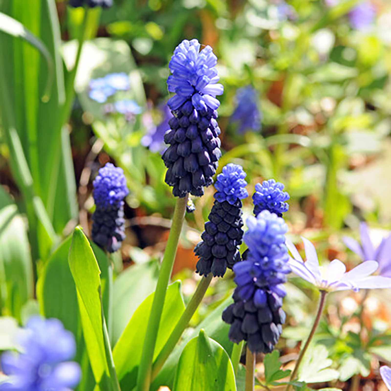 Muscari latifolium