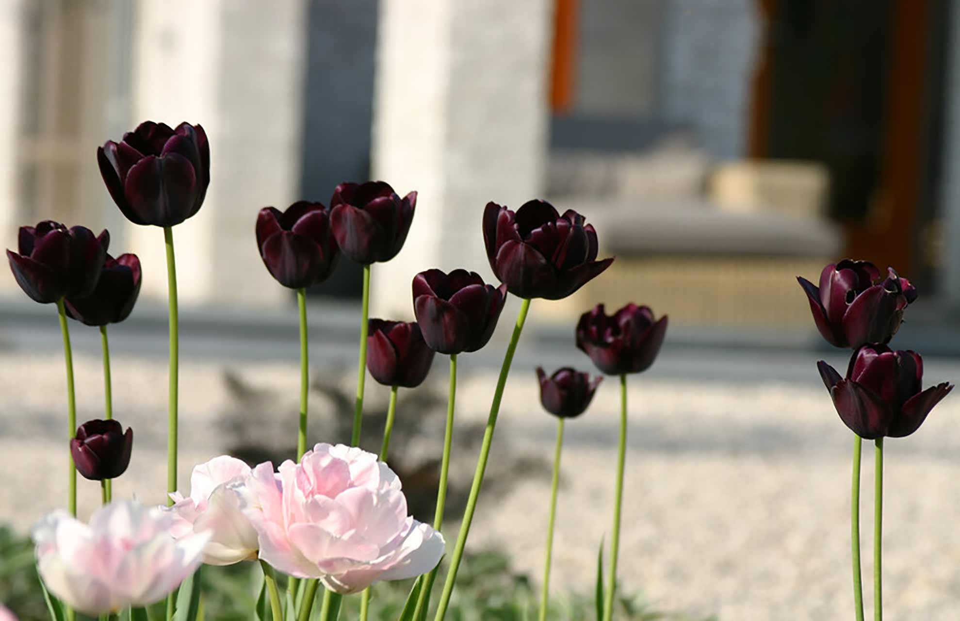 Tulpe Queen of Night