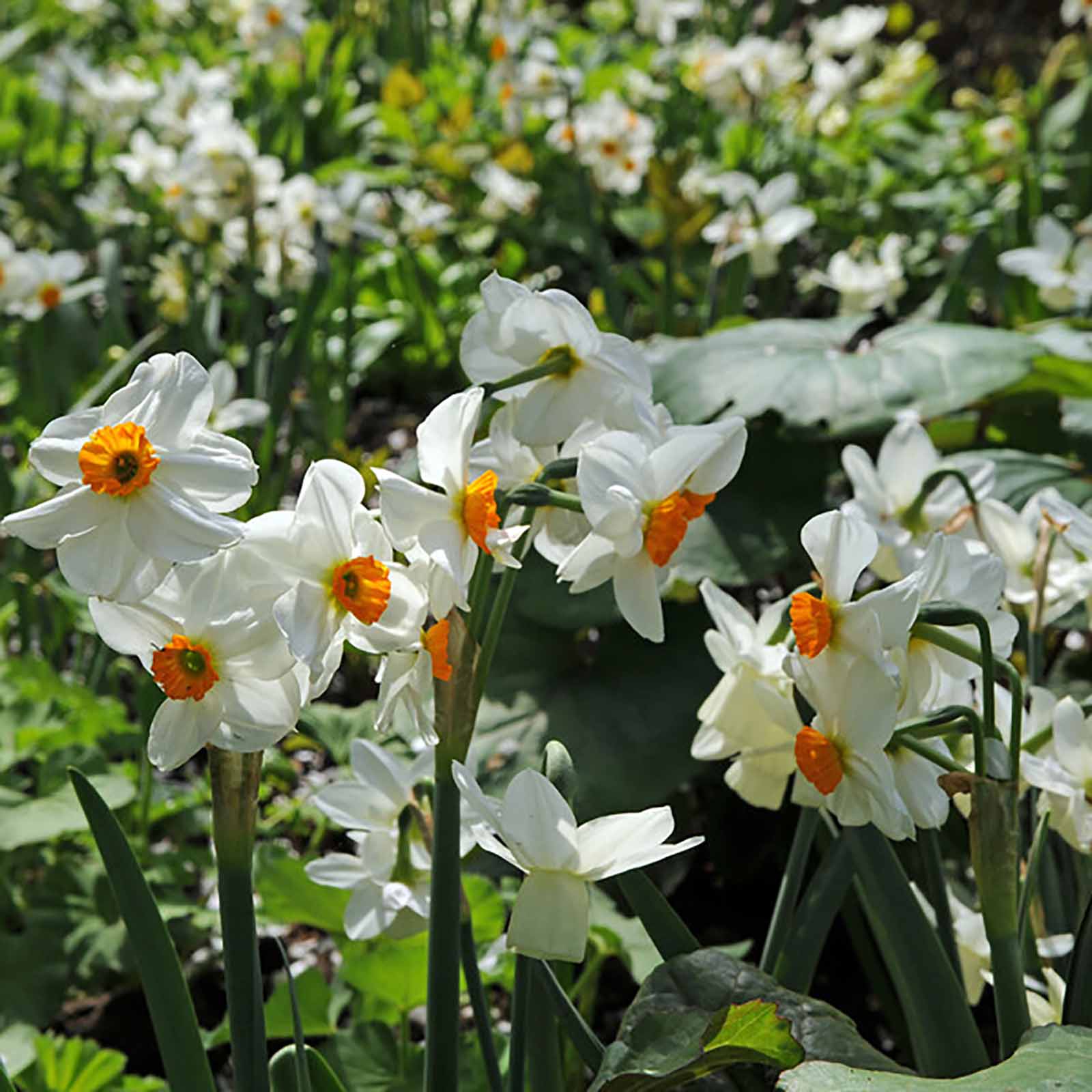 Narzisse »Geranium«