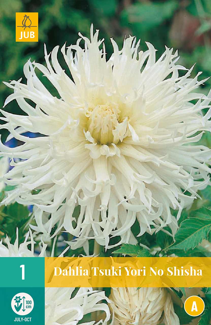 Dahlie Tsuki Yori No Shisha