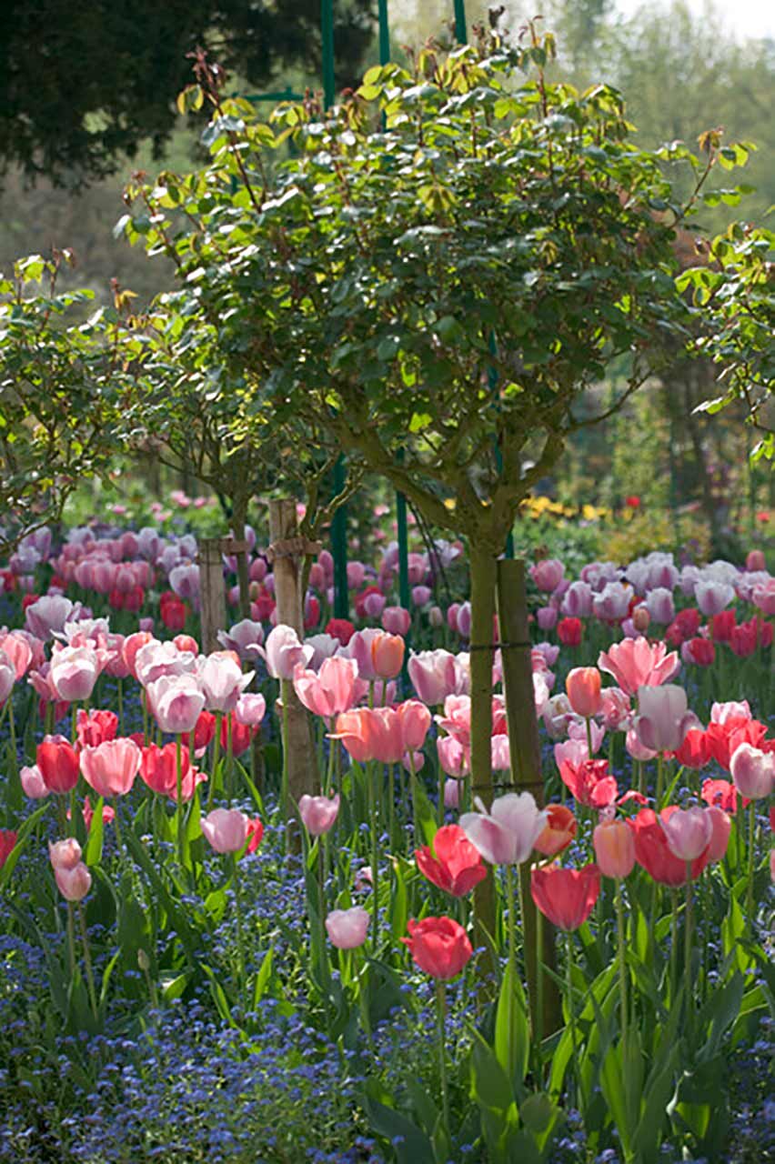 Tulpen Kollektion RosaRot