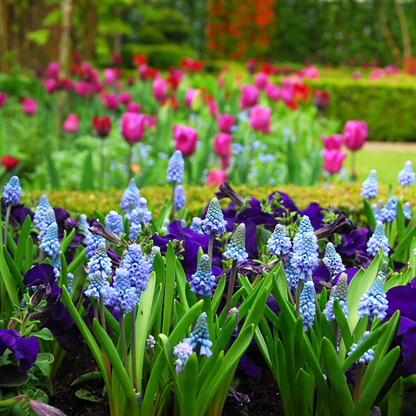 Traubenhyazinthe himmelblau