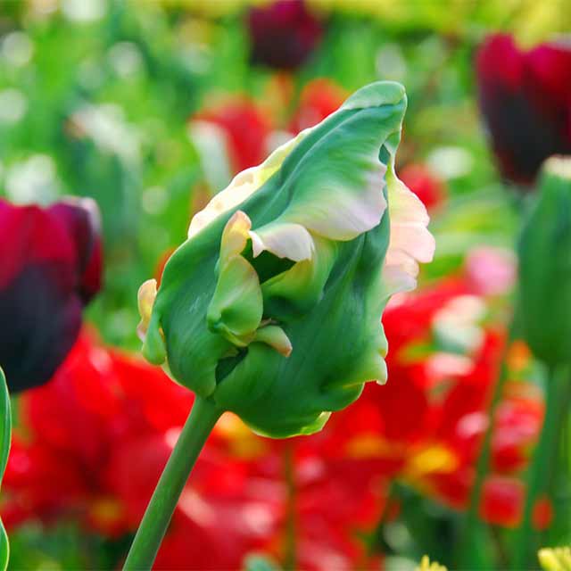 Tulpe Green Wave