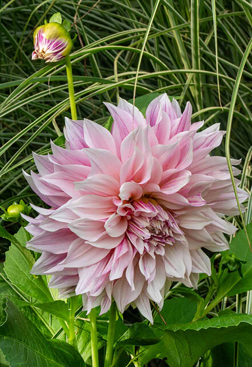 Dahlie Café au Lait Twist