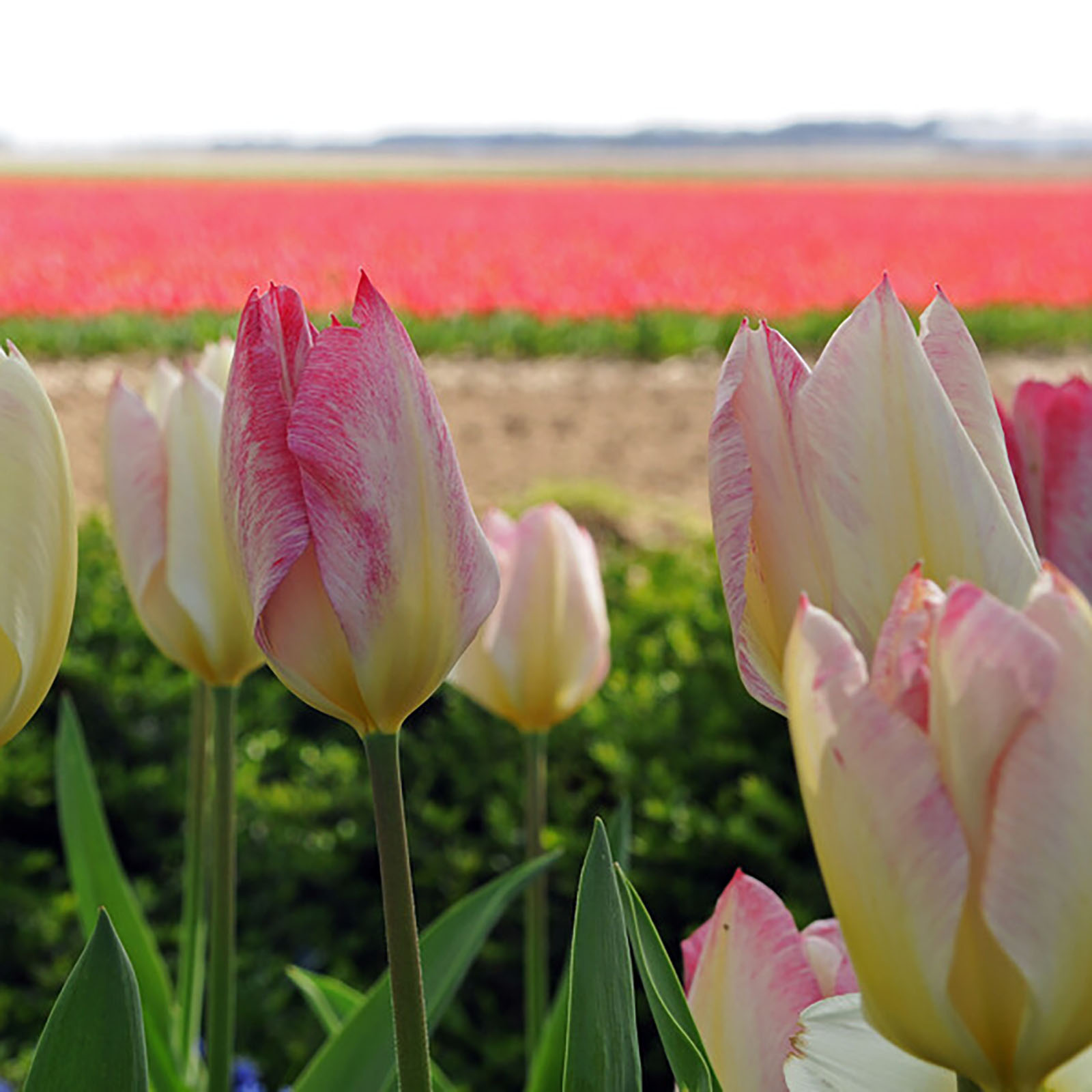 Tulpen-Kollektion »Flaming Beauty«