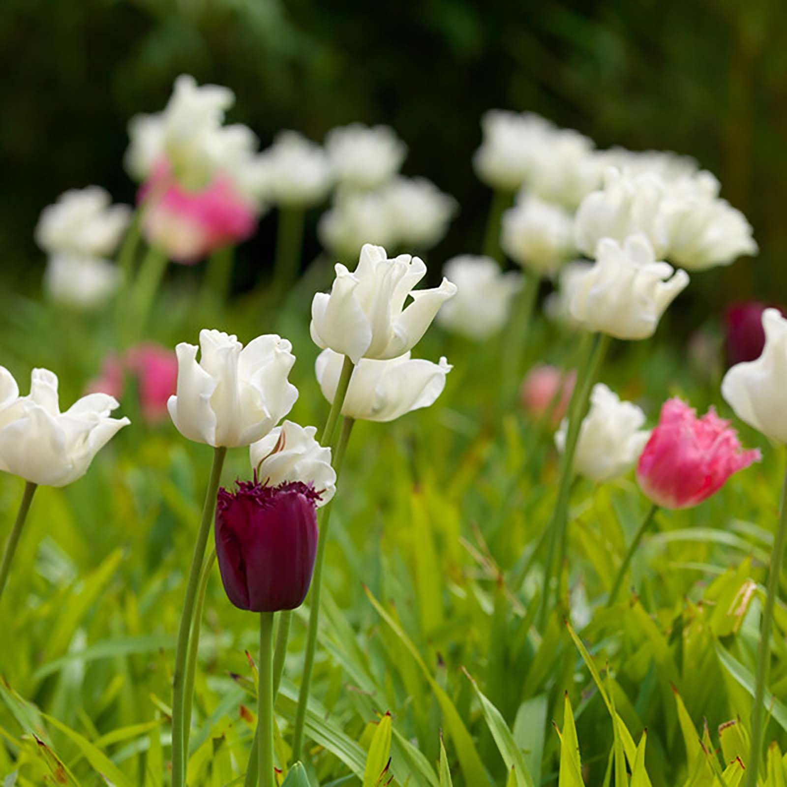 Tulpe »White Liberstar«
