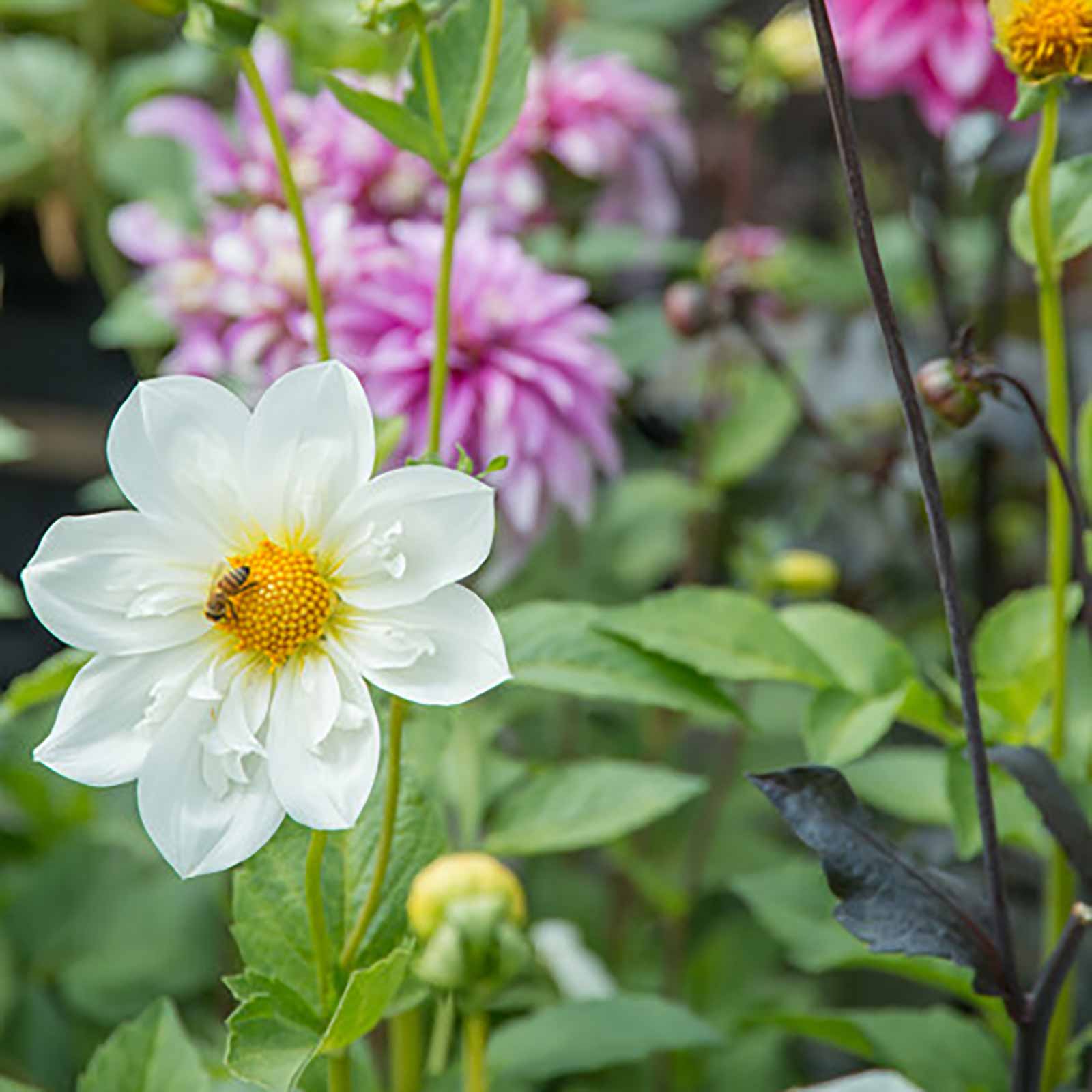 Dahlien Collektion Butterfly Garden Honey