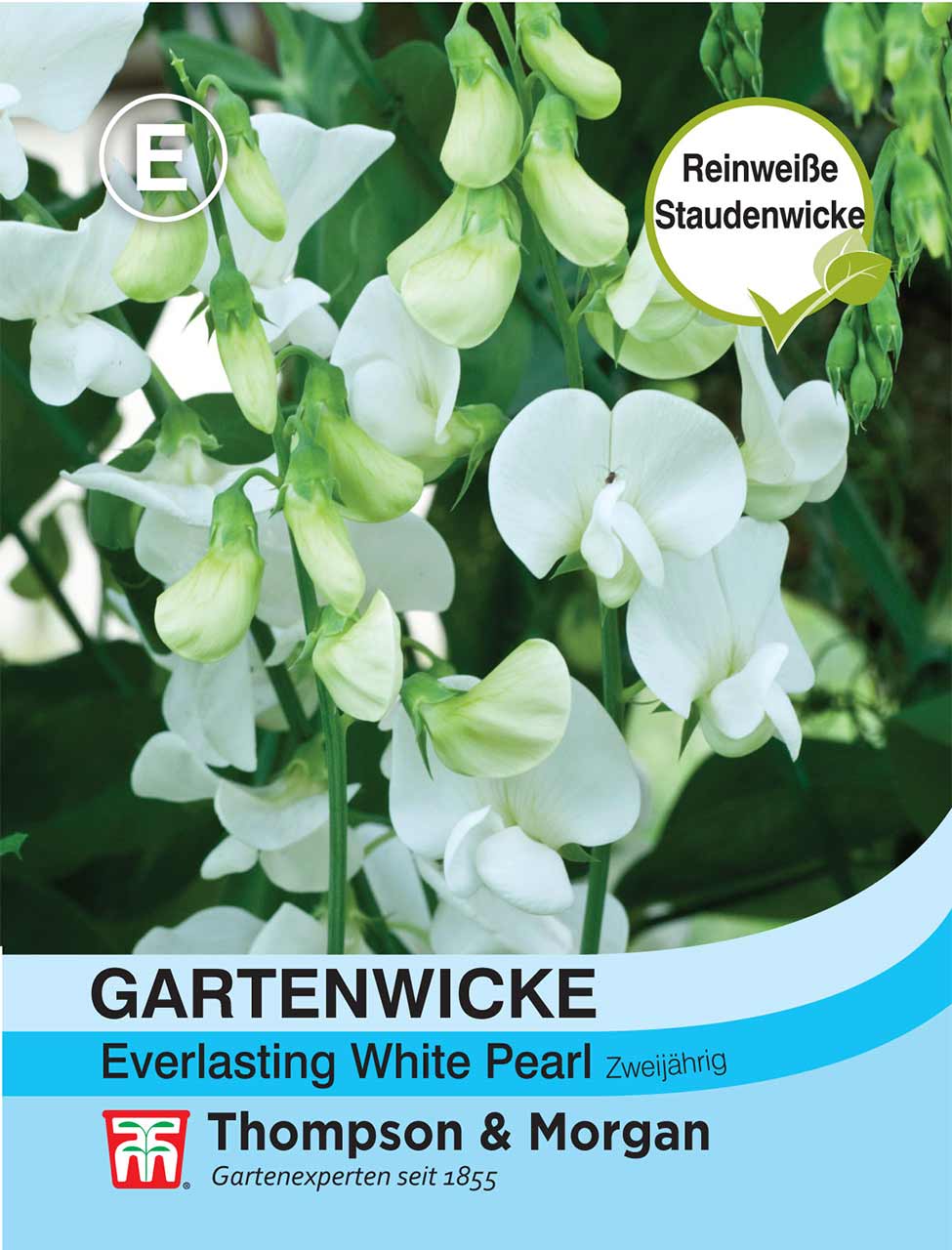 Blumensamen Gartenwicke »Everlasting White Pearl«