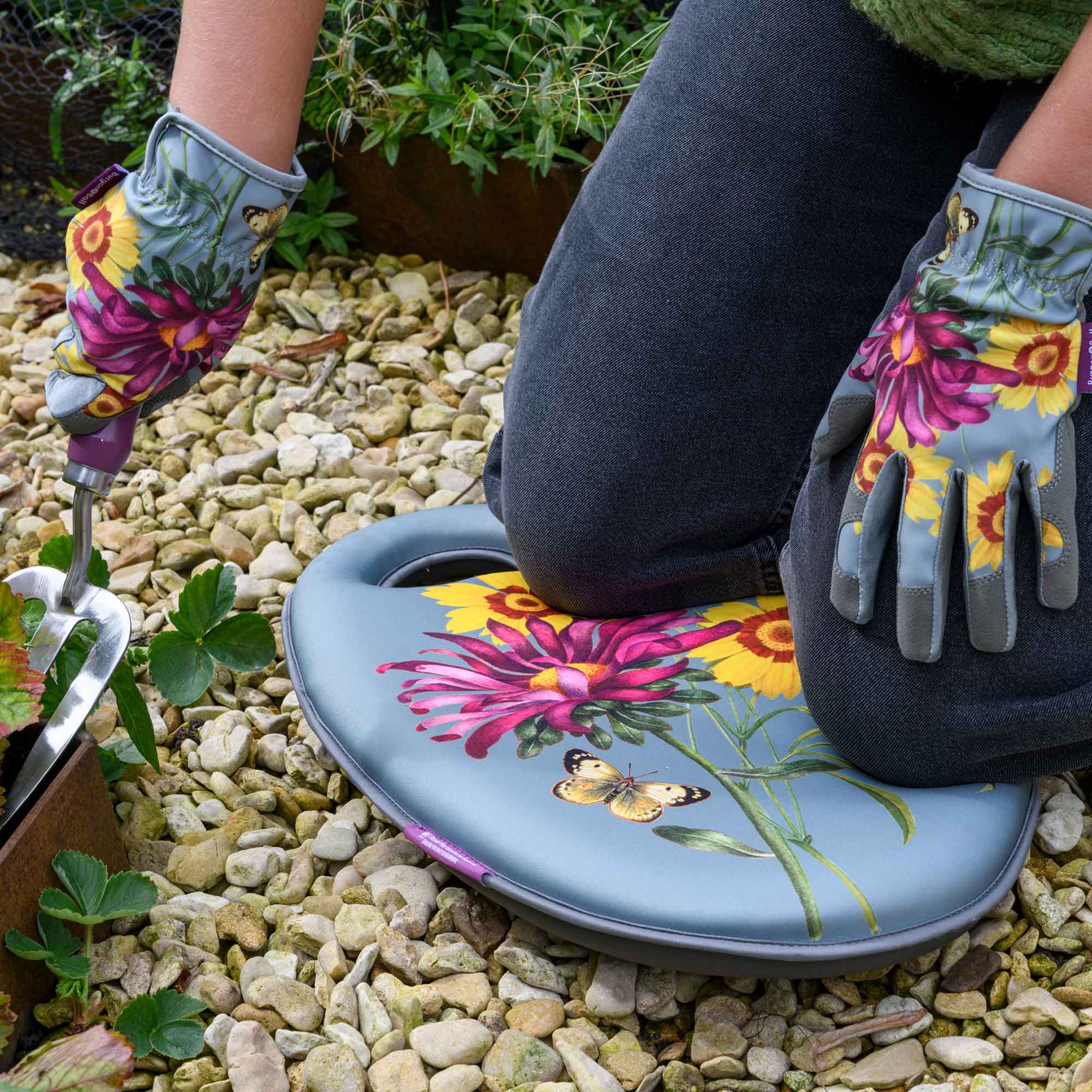 Kniekissen » Asteraceae«