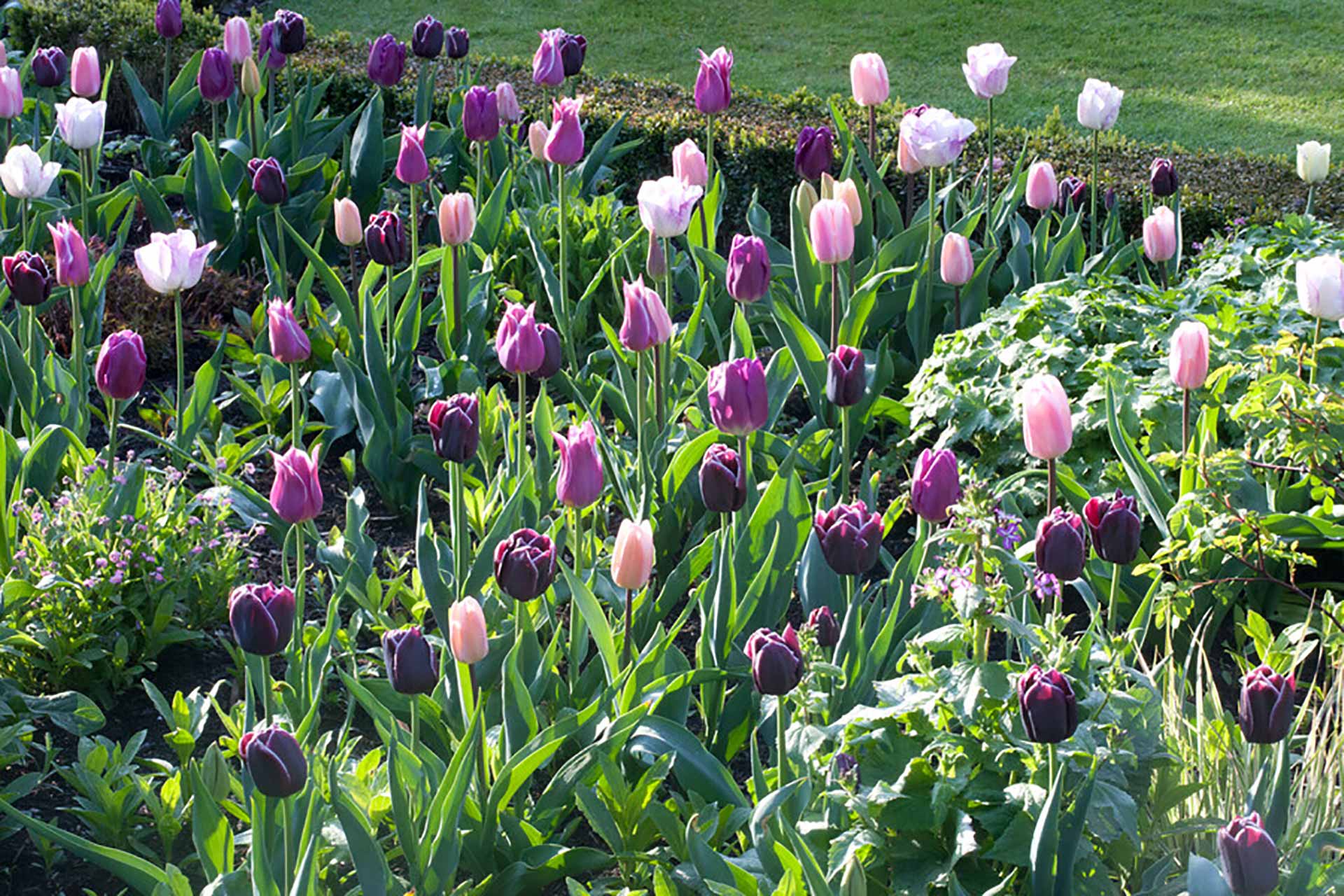 Blumenzwiebel Kollektion Blueberry Mix