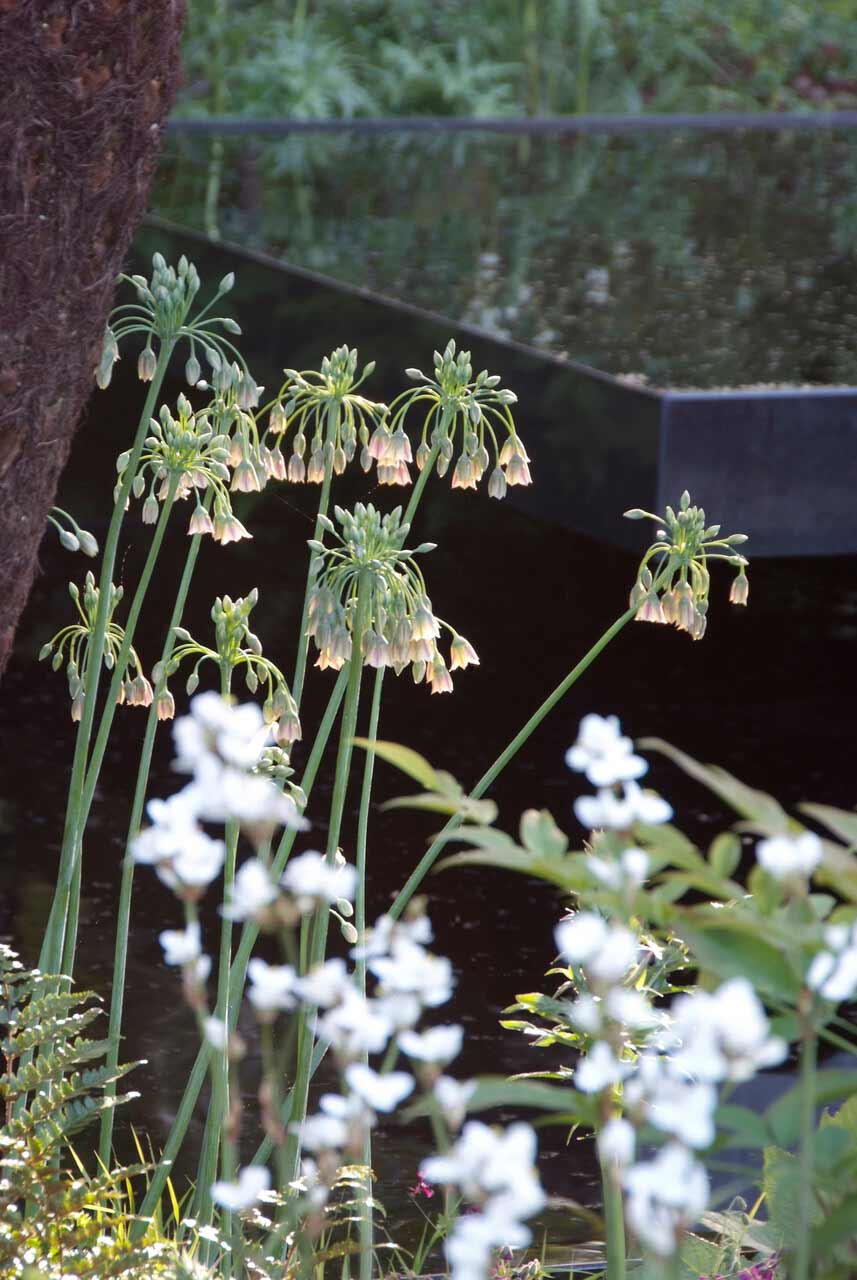 Allium Nectaroscordum Siculum