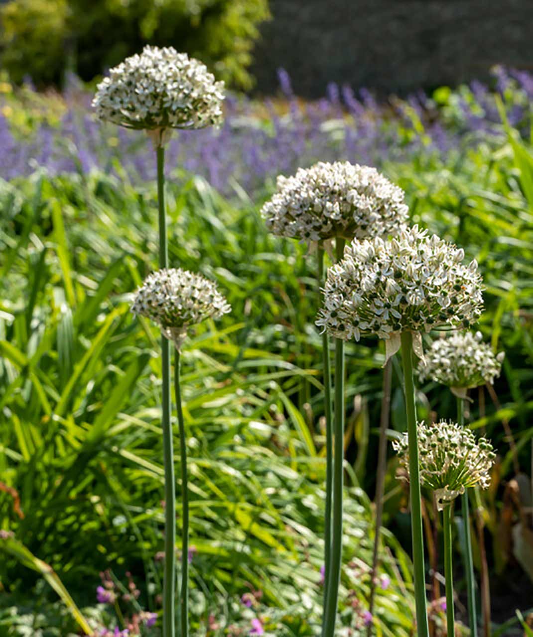 Allium nigrum