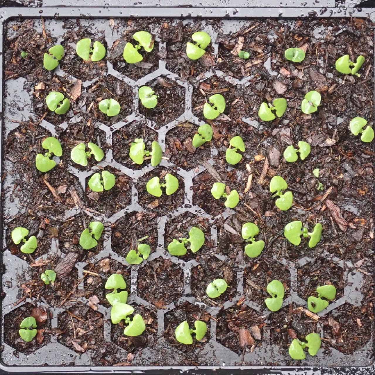 Aussaatschale aus Naturkautschuk