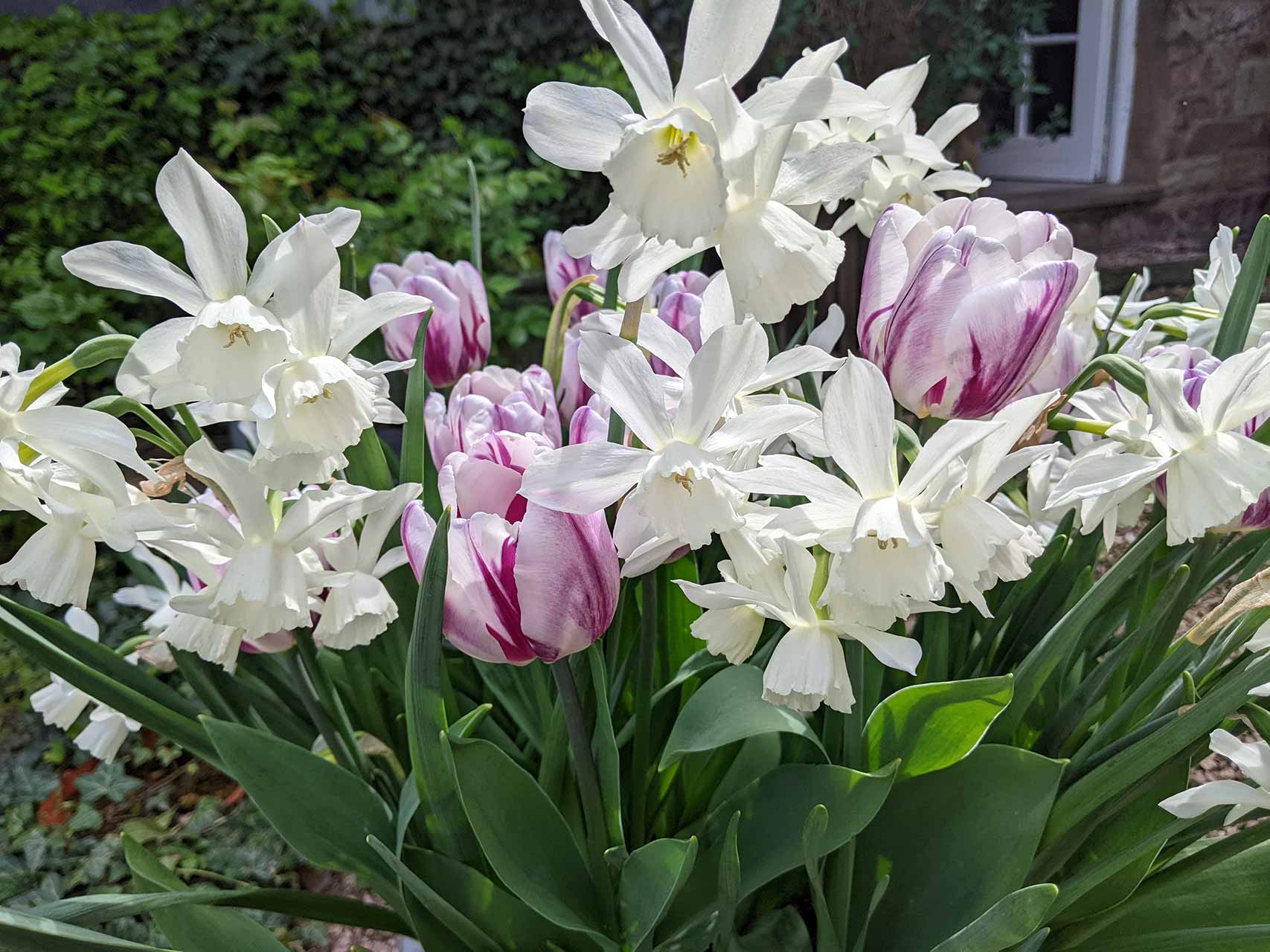 Blumenzwiebel-Kollektion Folk Story