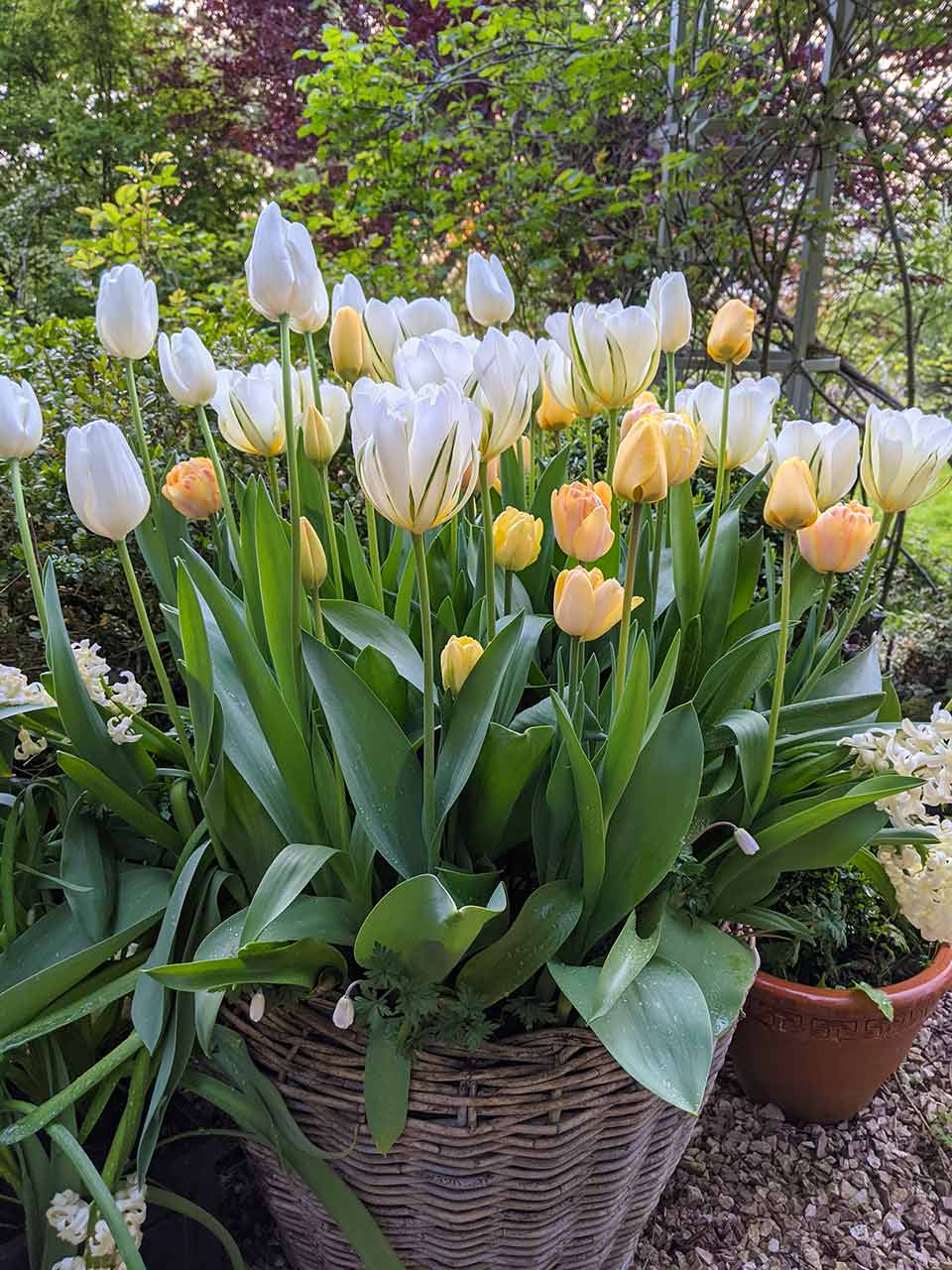 Blumenzwiebel-Kollektion Folklore Tim