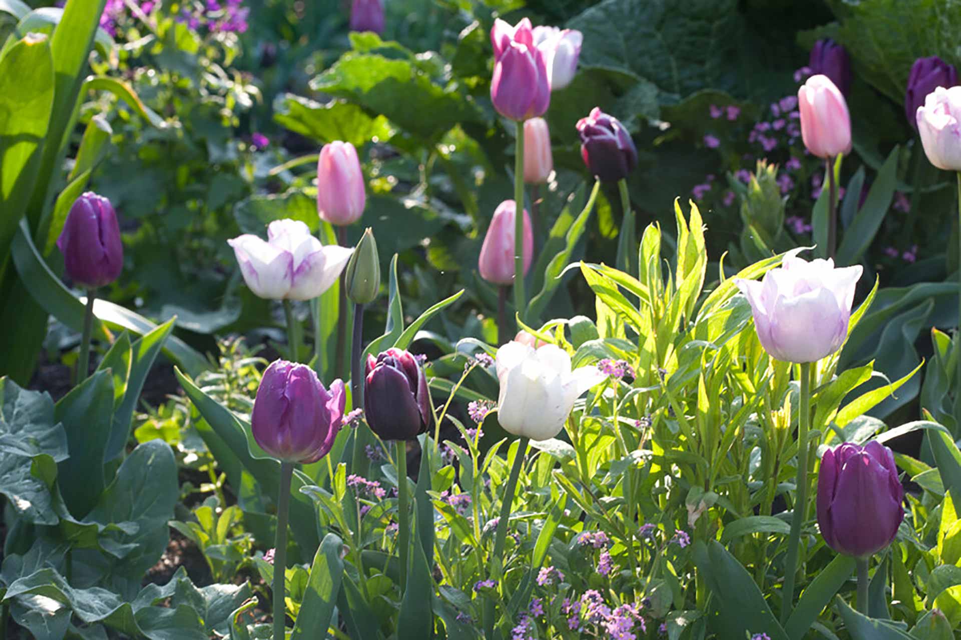 Blumenzwiebel Kollektion Blueberry Mix