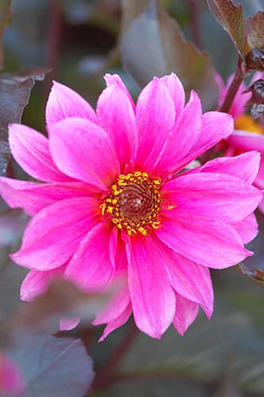 Blumen Kollektion für Schmetterlinge und Insekten