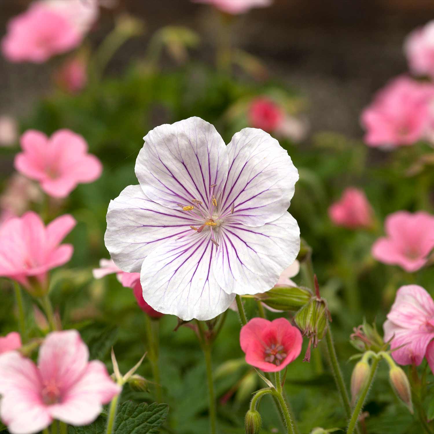 Storkenæb Bogen om Geranium