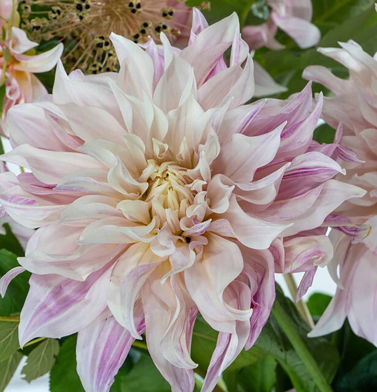 Dahlie Café au Lait Twist