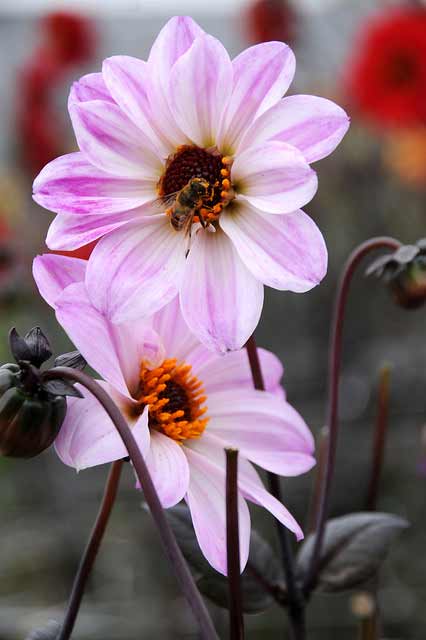 Dahlien Bishop of Leicester