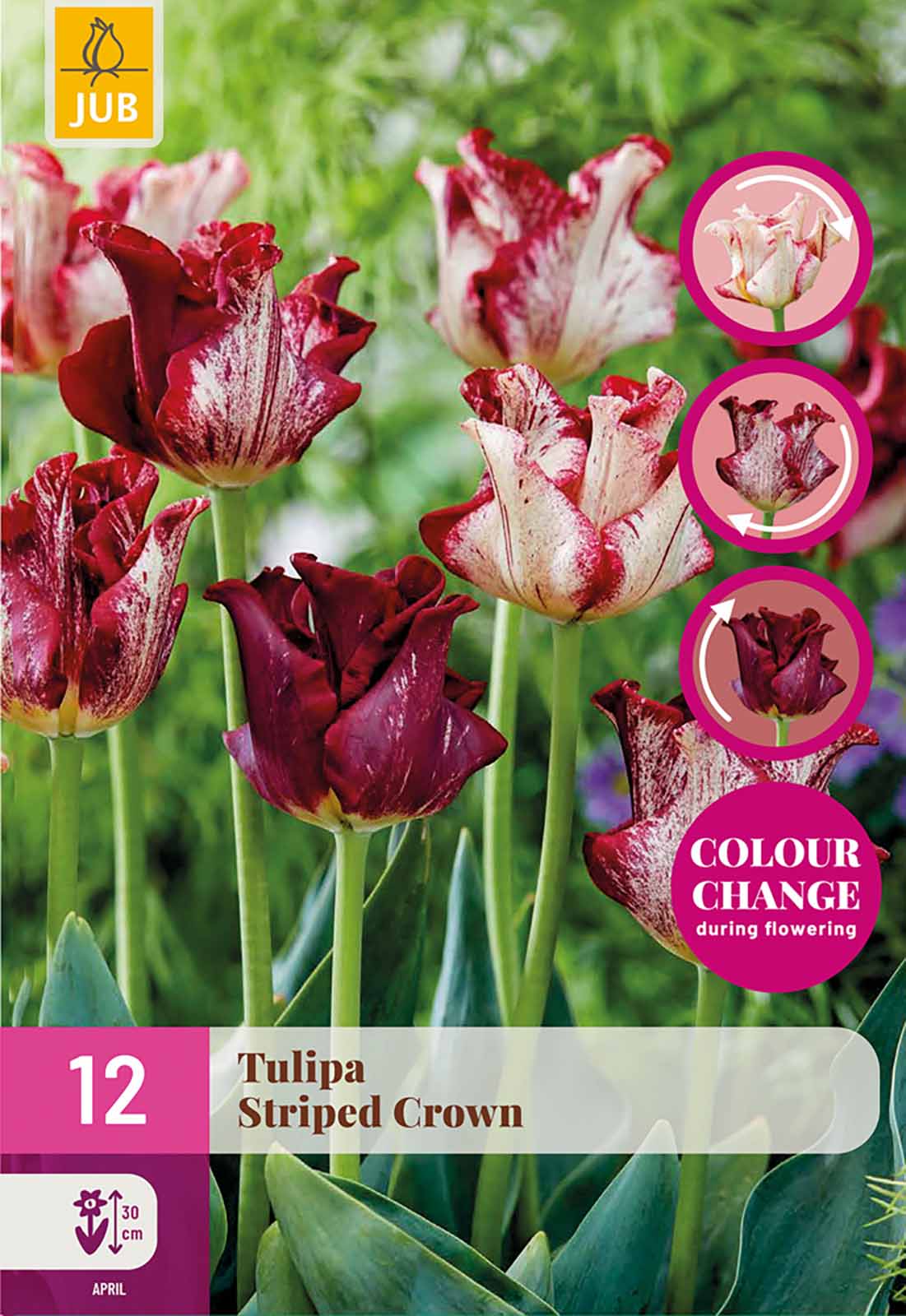 Tulpe »Striped Crown«