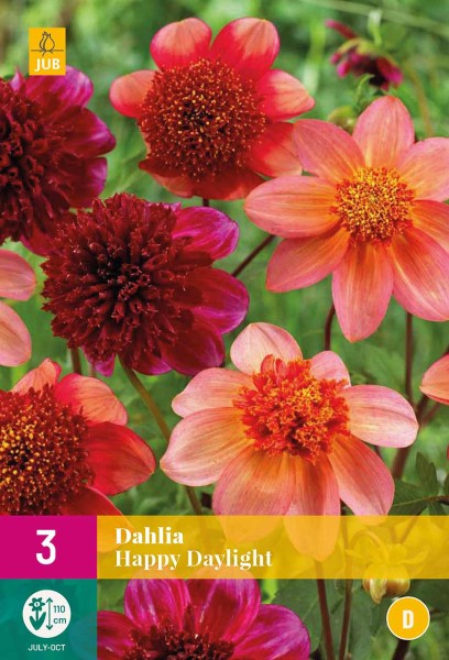 Dahlien Happy Daylight