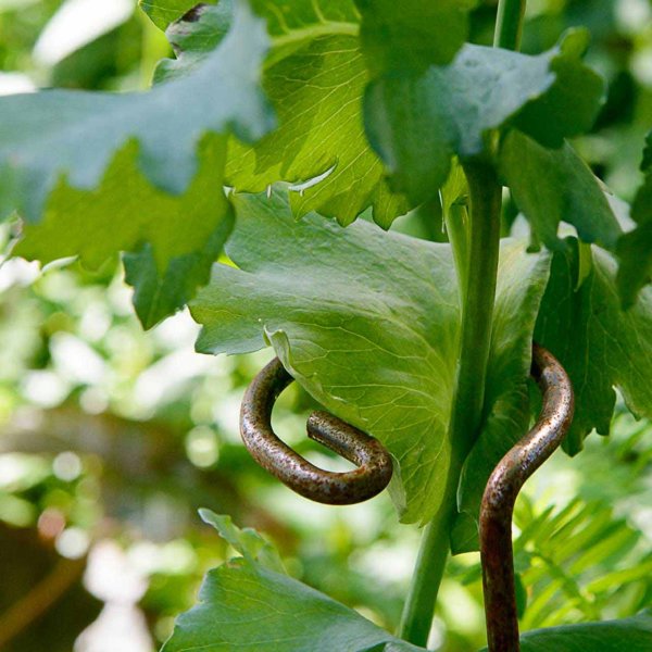 Pflanzenstütze Ring Rost