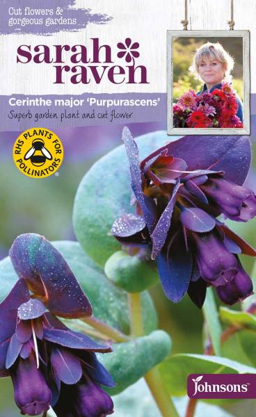 Samen Cerinthe major Purpurascens