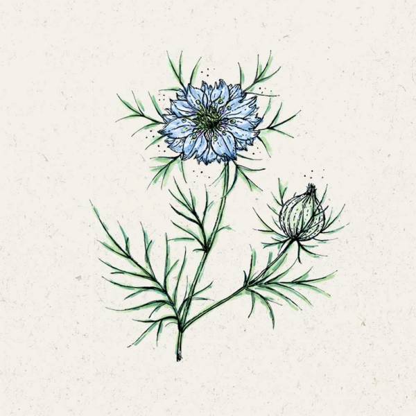 Blumensamen Nigella damascena