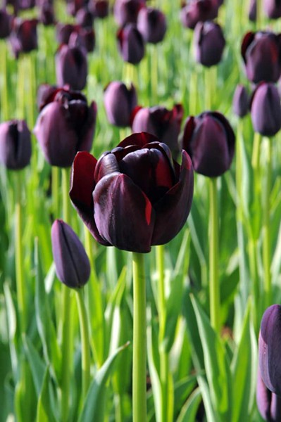 Blumenzwiebel-Kollektion »Tulipa Black« - 40 Stück
